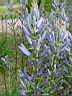 camassia leichtlinii 2.JPG